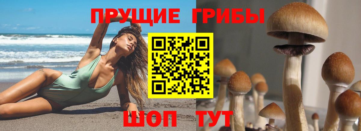 Тамбов  цена наркотик  Вход с VPN  Псилоцибиновые грибы мухоморы 